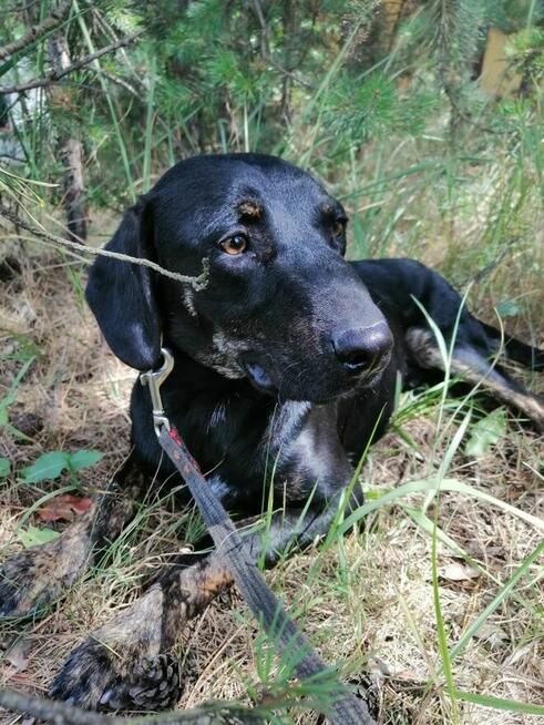 OGNIK młody wesoły pies w typie gończego poleca się do adopcji