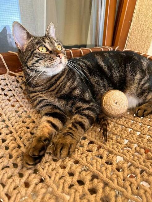 Kazimiera - kotka do adopcji