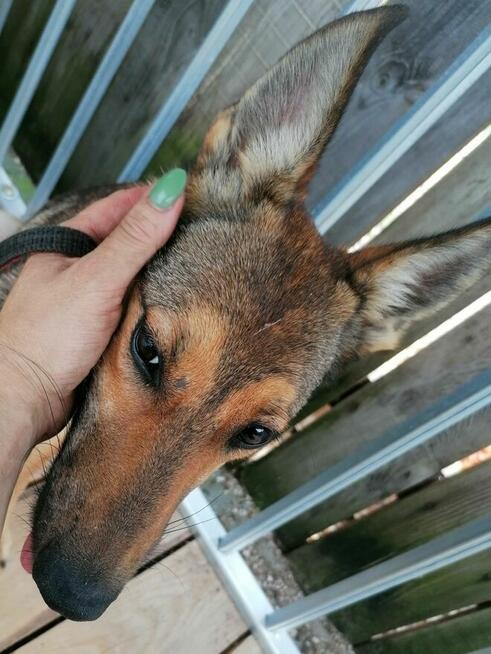 DAKTYL młody wycofany piesek szuka odpowiedzialnego domu