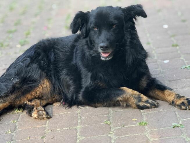 adopcja dwóch zagubionych psiaków