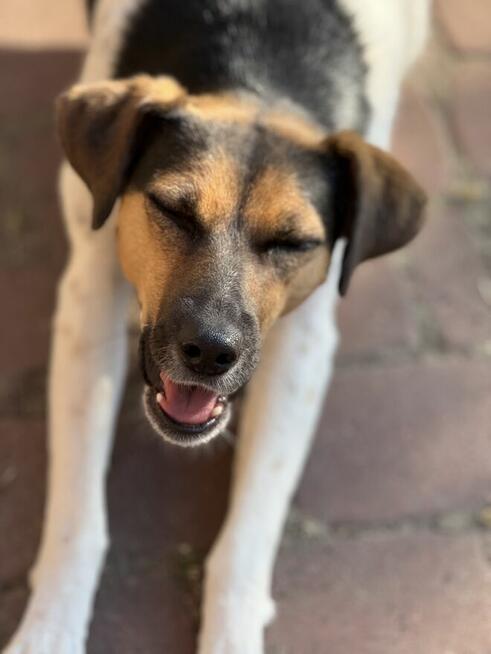 Ninka szuka aktywnego domu