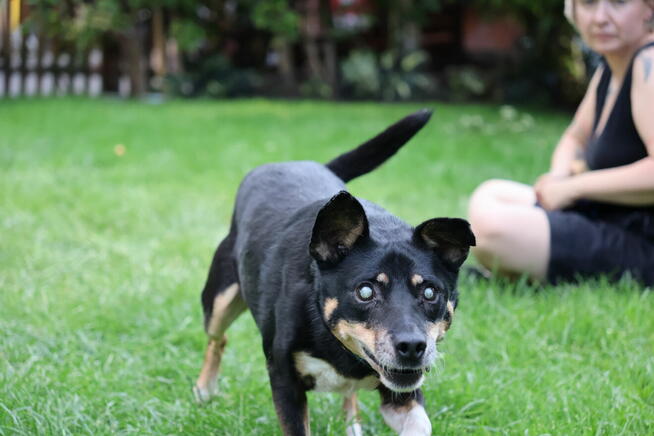 niewidomy Jureczek szuka domku