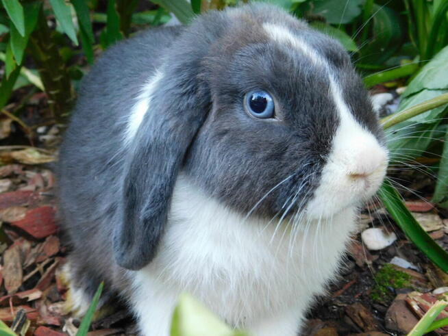 Niebiesko - biały samczyk mini lop