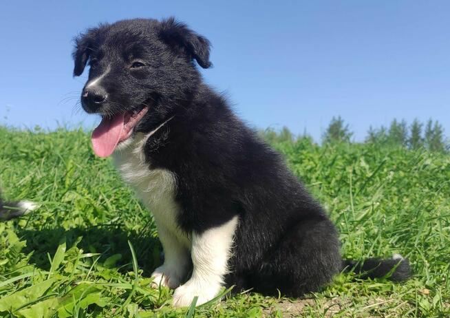 BORDER COLLIE - Rasowy z pełną dok. po świetnych rodzicach