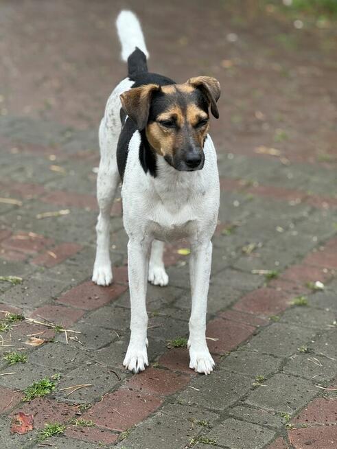 Ninka szuka aktywnego domu