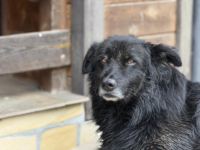 adopcja dwóch zagubionych psiaków