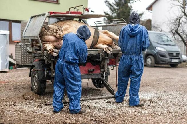 Korekcja Racic u Krów