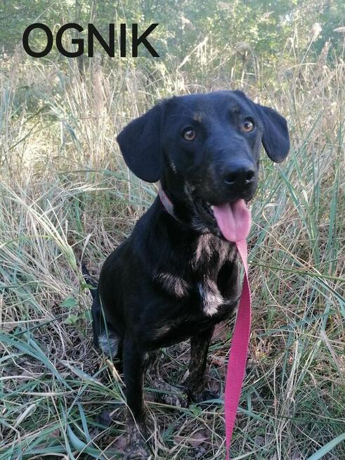 OGNIK młody wesoły pies w typie gończego poleca się do adopcji