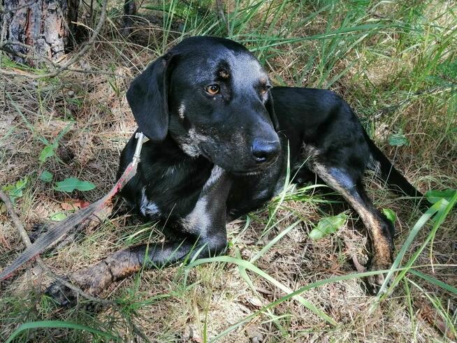 OGNIK młody wesoły pies w typie gończego poleca się do adopcji