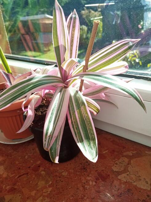 Trzykrotki ładnie wybarwione, drzewko szczęścia i fiołki