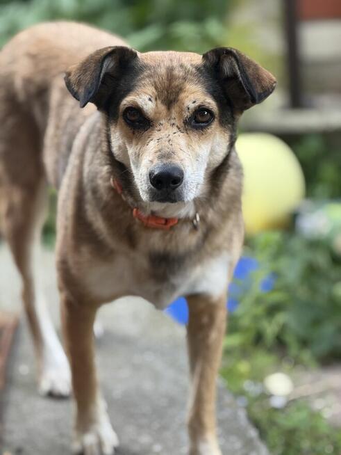 adopcja dwóch zagubionych psiaków