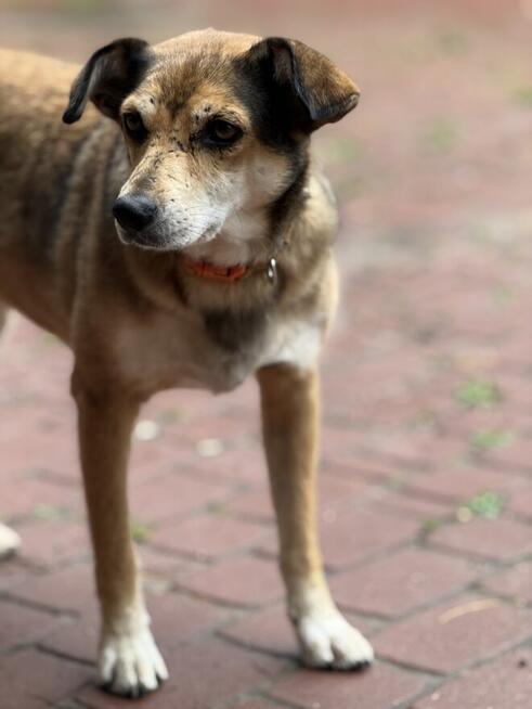 adopcja dwóch zagubionych psiaków