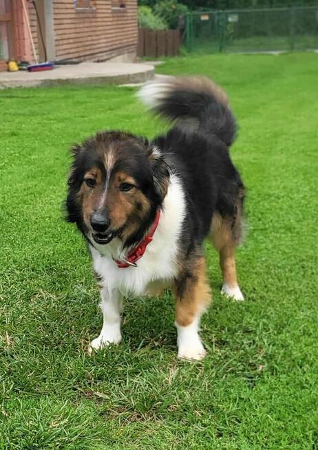 młodziutki Pepe szuka domku