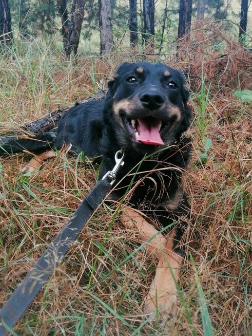 KROPKA młoda łagodna suczka szuka domu