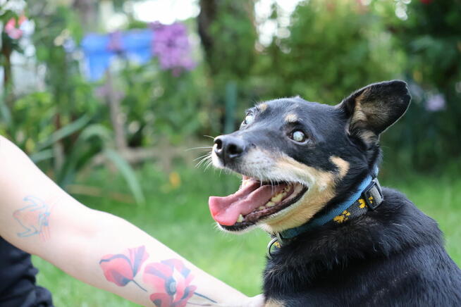 niewidomy Jureczek szuka domku