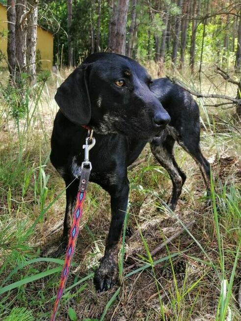 OGNIK młody wesoły pies w typie gończego poleca się do adopcji