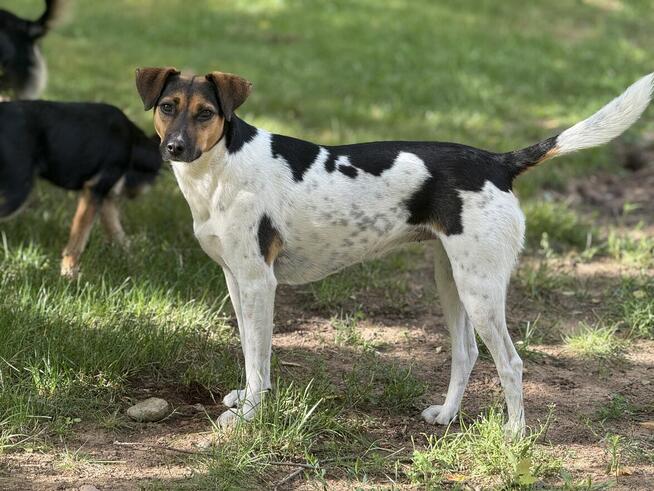 Ninka szuka aktywnego domu