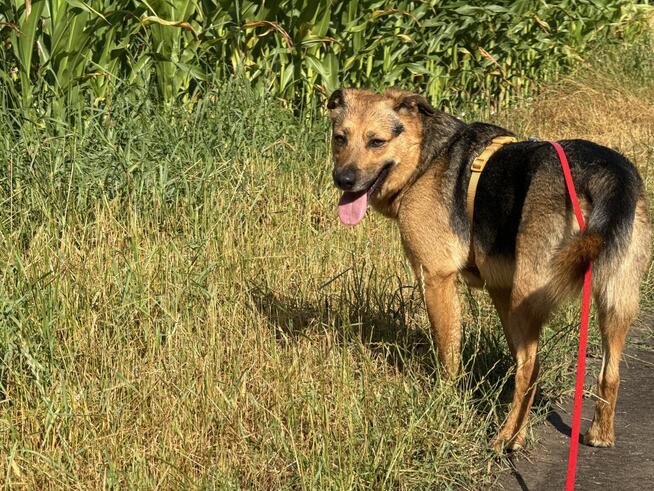 Scooby Doo szuka domu