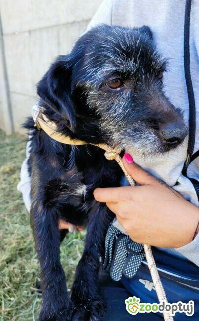 Szira w typie mini wyżełki – delikatna sunia szuka swojego u