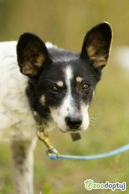 AZOREK - kochany seniorek szuka domu na jesień życia