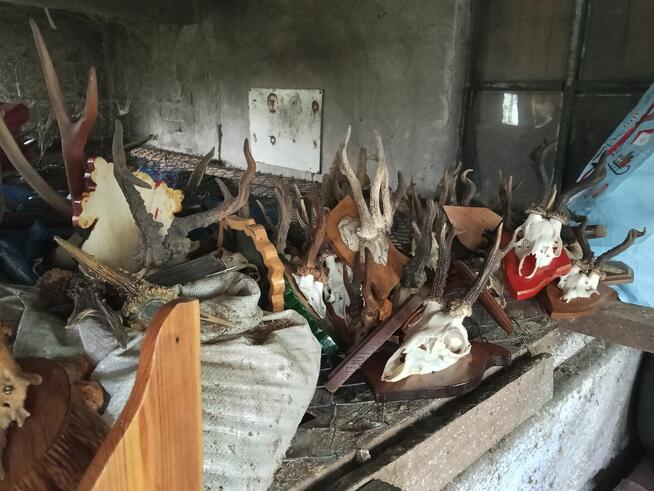 Poroża parostki koziołków i innych