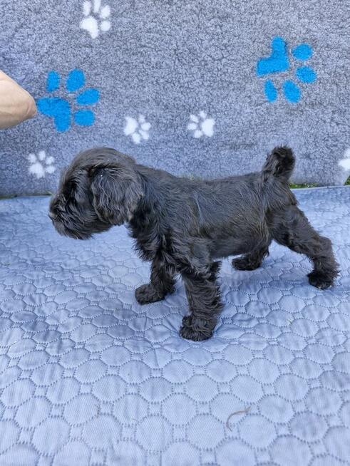 sznaucer miniaturowy -piesek szczeniak