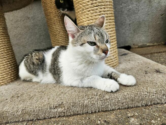 Młoda miziasta kotka Kizia