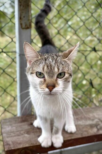 Młoda miziasta kotka Kizia