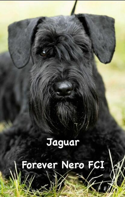 sznaucer miniaturowy -piesek szczeniak