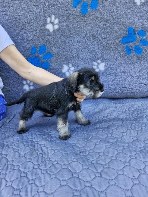 sznaucer miniaturowy -piesek szczeniak