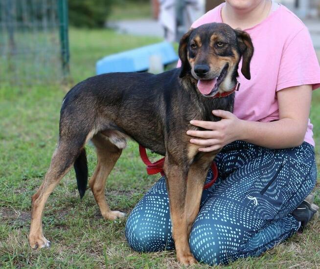 Młody radosny psiak MANIEK