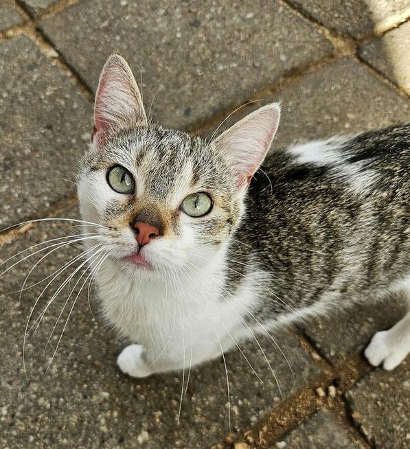 Młoda miziasta kotka Kizia