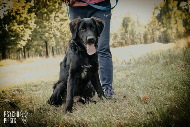 Szczeniak Chitos w typie flat coated retrievera