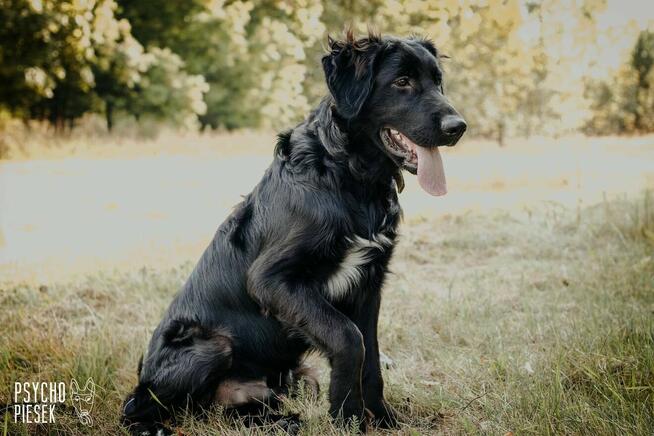 Szczeniak Chitos w typie flat coated retrievera