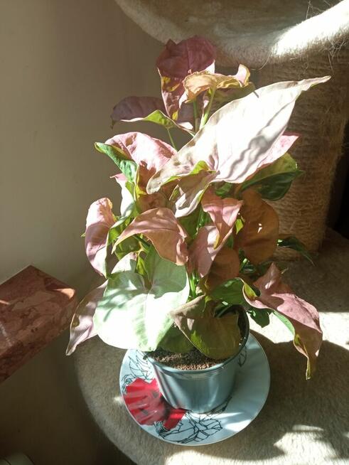 Kwiaty domowe -nadwyżki parapetowe