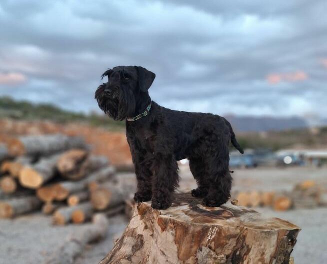 sznaucer miniaturowy -piesek szczeniak