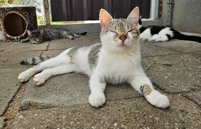 Młoda miziasta kotka Kizia
