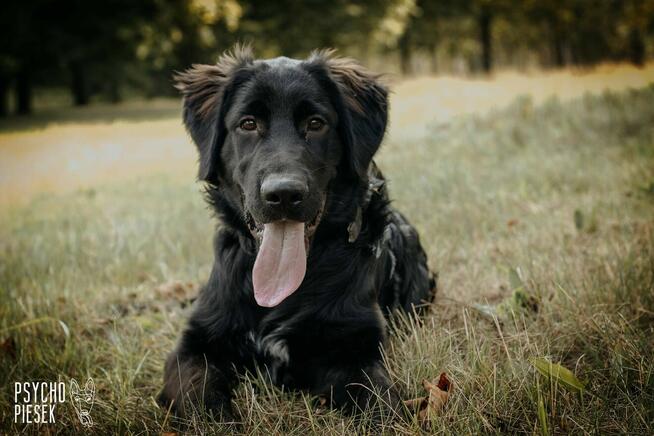 Szczeniak Chitos w typie flat coated retrievera