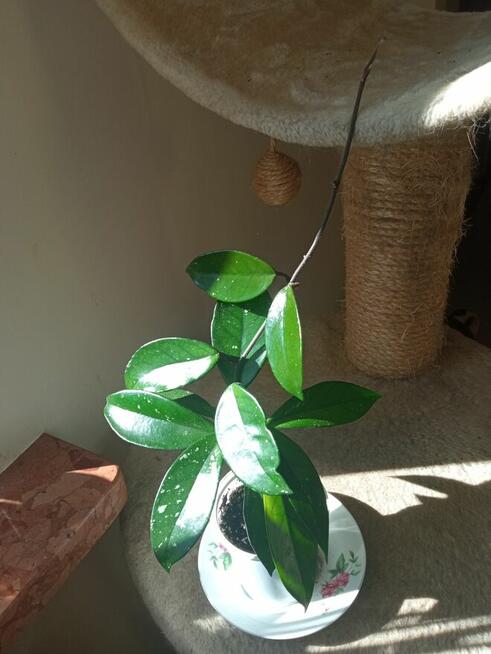 Kwiaty domowe -nadwyżki parapetowe