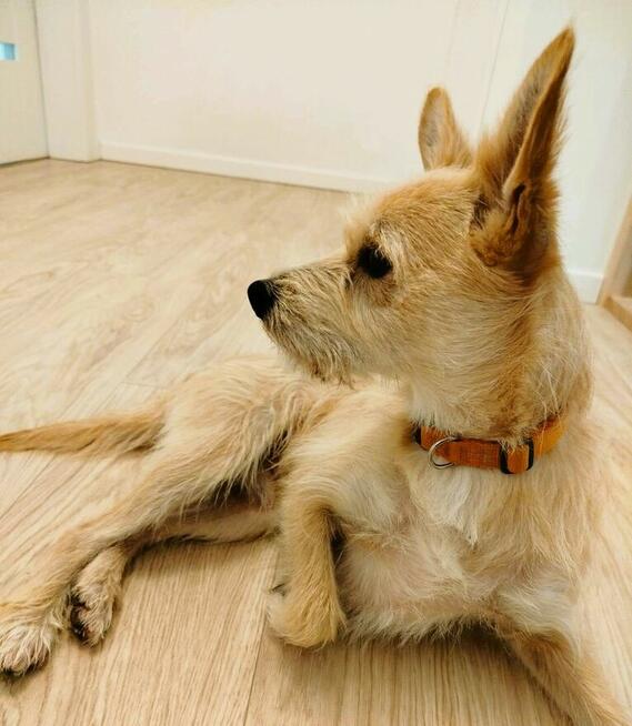 MIKI - niewielki psiaczek znowu szuka domu, ADOPTUJ!