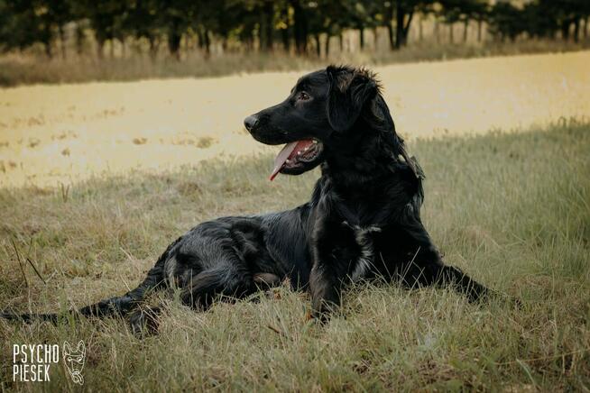 Szczeniak Chitos w typie flat coated retrievera