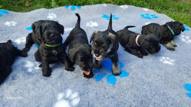 sznaucer miniaturowy -piesek szczeniak