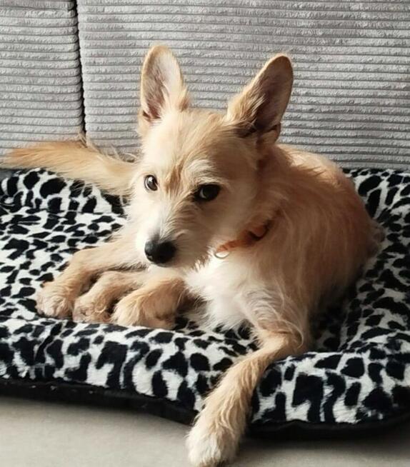 MIKI - niewielki psiaczek znowu szuka domu, ADOPTUJ!