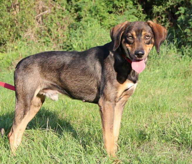 Młody radosny psiak MANIEK