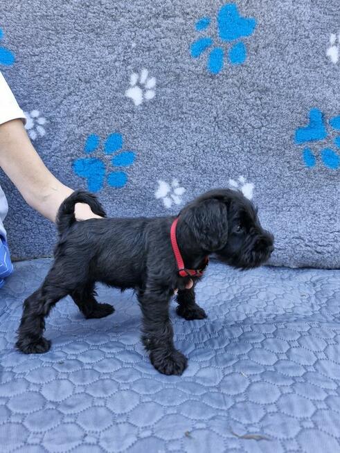 sznaucer miniaturowy -piesek szczeniak