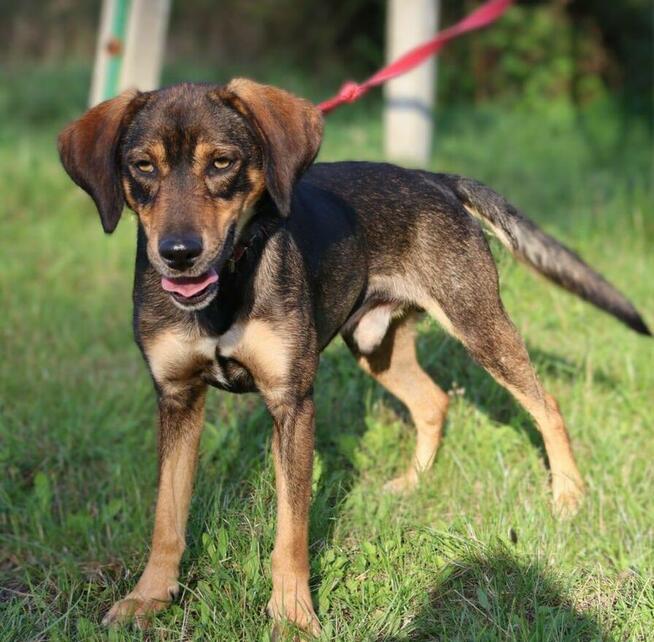 Młody radosny psiak MANIEK