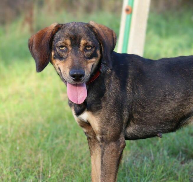 Młody radosny psiak MANIEK