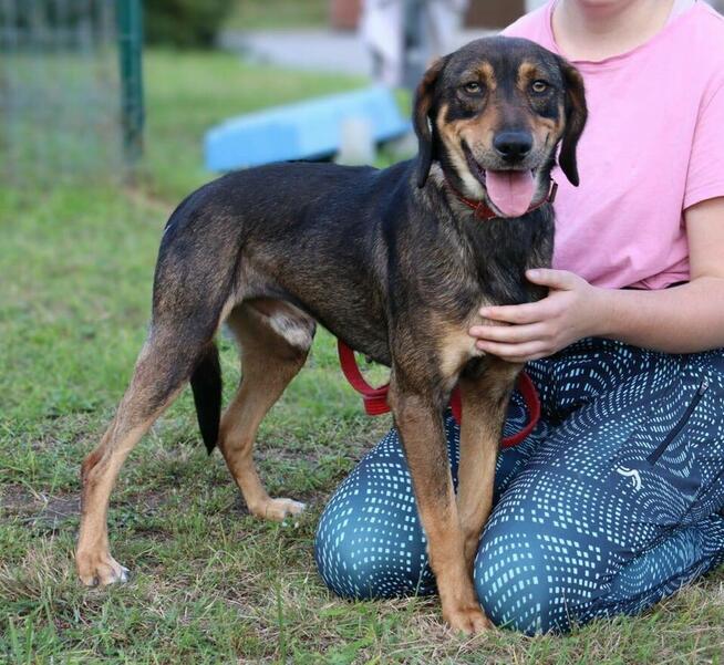 Młody radosny psiak MANIEK