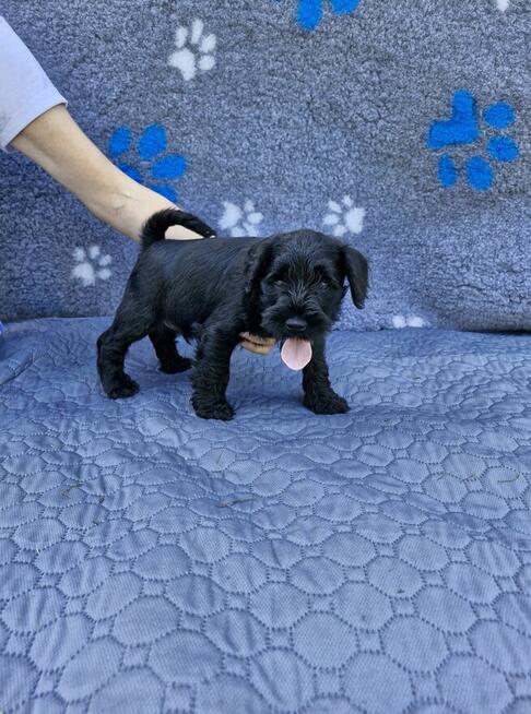 sznaucer miniaturowy -piesek szczeniak