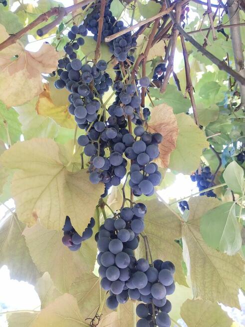 Winogrono jasne i ciemne